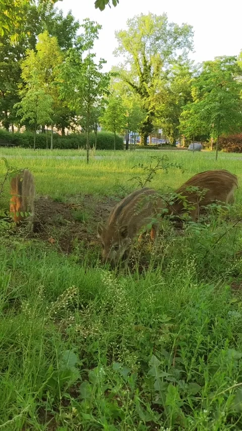 Striped wild boar piglets dig the soil in a city park, searching for food. Stock Footage 288369530