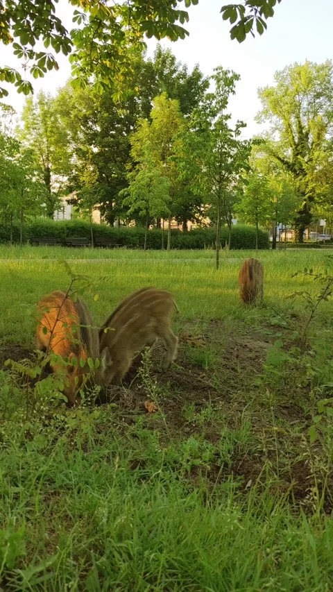 Striped wild boar piglets dig the soil in a city park, searching for food. Stock Footage 288369538