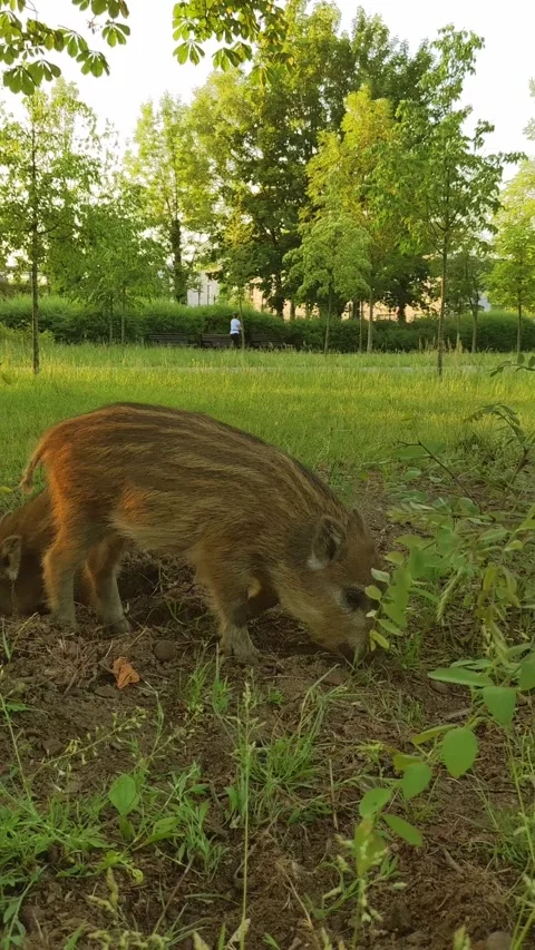 Striped wild boar piglets dig the soil in a city park, searching for food. Stock Footage 288369547