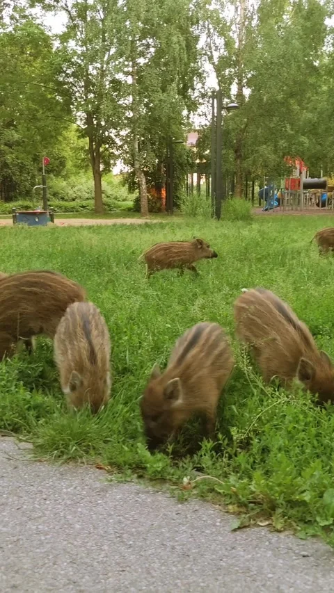 Striped wild boar piglets dig the soil in a city park, searching for food. Stock Footage 288369606