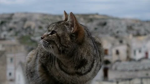 Striped wild cat face closing eyes motion details on matera blur background,pets Stock Footage 125253312