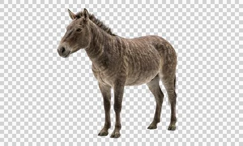 Striped wild equine standing on transparent background with detailed fur an.. 스톡 사진