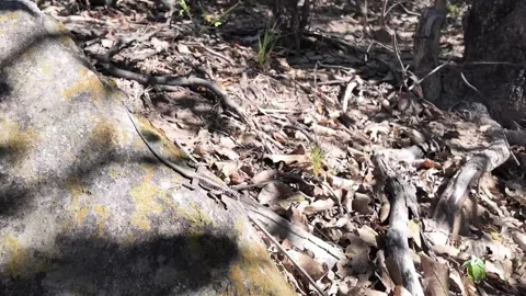 Striped Wild Lizard Crawling Over Sunlit Rock in Serra da Capivara National Stockbeeldmateriaal 345829948