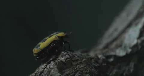 Striped Yellow Beetle Crawling on a Tree Branch Stock Footage 266367586