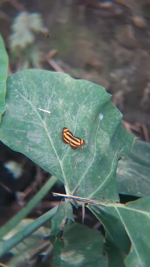 Striped yellow caterpillar on taro leaf macro wildlife close up Видео 343350434