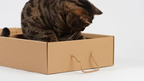A striped young cat plays with a box. Stock Footage 227890092