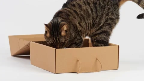 A striped young cat plays with a box. Stock Footage 227890094