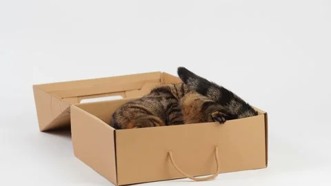 A striped young cat plays with a box. Vidéo 227890096