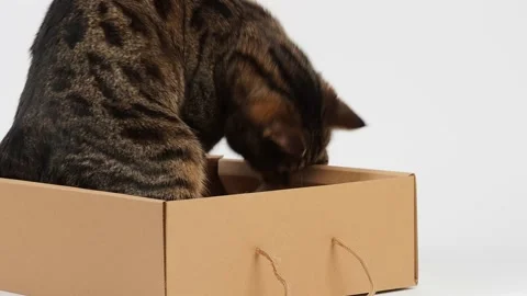 A striped young cat plays with a box. Stock Footage 227890110