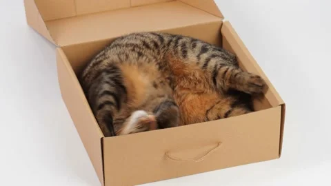 A striped young cat plays with a box. Stock Footage 227890129