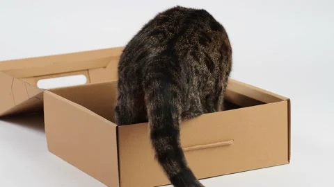 Striped young cat plays with a box and flips it over. Stock Footage 227890140