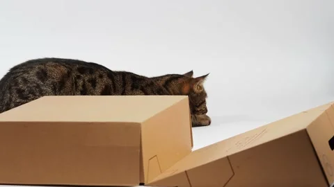 A striped young cat plays with a box. Stock Footage 227890141