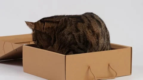 A striped young cat plays with a box. Stock Footage 227890149