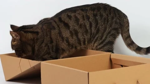 A striped young cat plays with a box. Stock Footage 227890154