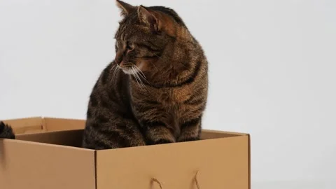 A striped young cat plays with a box. Stock Footage 227890175