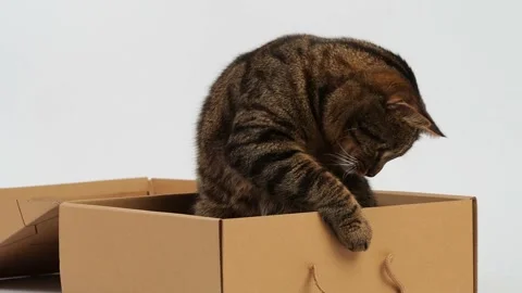A striped young cat plays with a box. Stock Footage 227890180