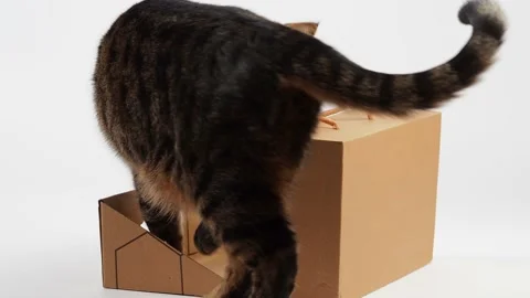A striped young cat plays with a box. Stock Footage 227899437