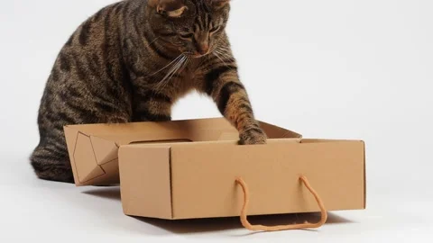 A striped young cat plays with a box. Stock Footage 227899487
