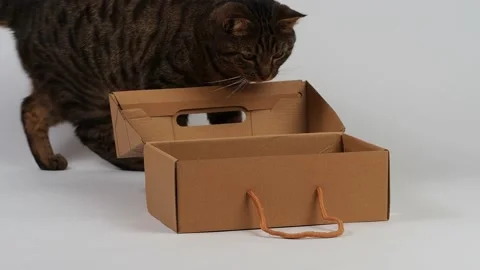 A striped young cat plays with a box. Stock Footage 227899488