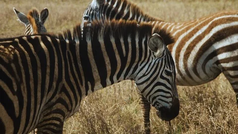 Striped zebra blinks close-up shot Video stock 104975370