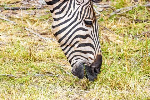 Striped zebra eats grass Kruger National Park safari South Africa. 写真素材