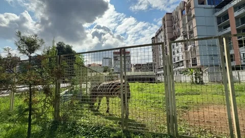 Striped Zebra Grazes And Eats Grass Behind Metal Mesh Fence In Zoo Enclosure Stock Footage 344703712