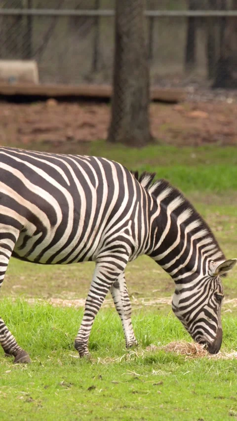 Striped Zebra Grazing on Green Grass in Wildlife Enclosure Stock Footage 346276488