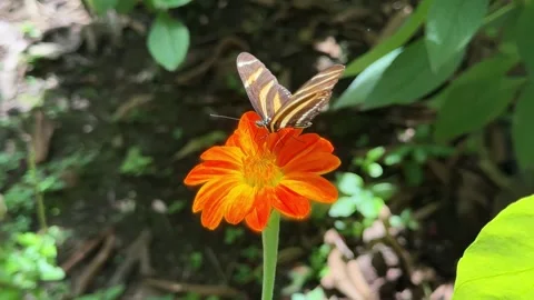 Striped zebra longwing butterfly sucking nectar from an orange flower Stock Footage 335287602