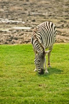 Striped zebra Stock Photos