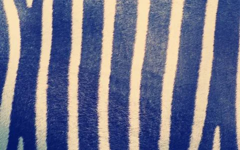 Striped zebra skin pattern Stock Photos