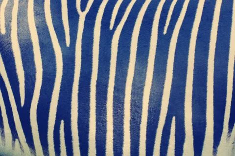 Striped zebra skin pattern Stock Photos