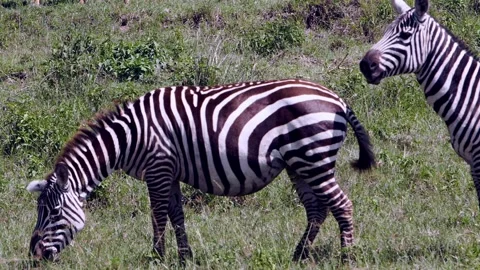 Striped Zebras Gracefully Graze Sunlit Savanna at Lake Nakuru, Kenya Stock Footage 340486153