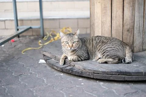 Stripes cat lying on big cable reel 写真素材