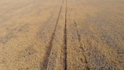 Stripes on the field 2 Stock-Footage 202204732