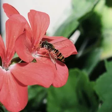 Stripes Fly Stock Photos