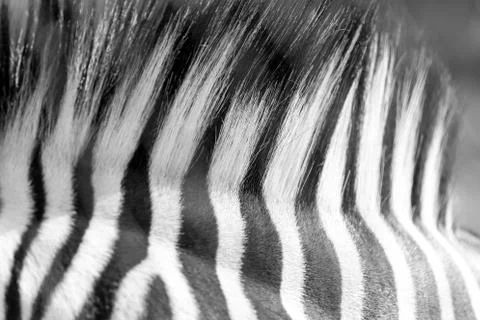 Stripes on the skin of a zebra Stock Photos