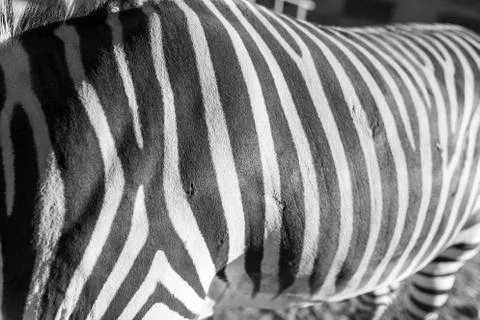 Stripes zebra like background Stock Photos