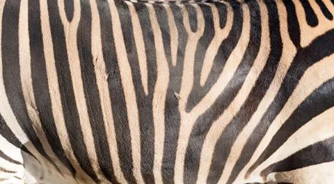 Stripes zebra like background Stock Photos