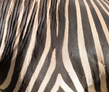 Stripes zebra like background Foto stock
