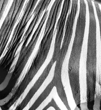 Stripes zebra like background Stock Photos