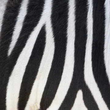 Stripes on zebra Foto stock