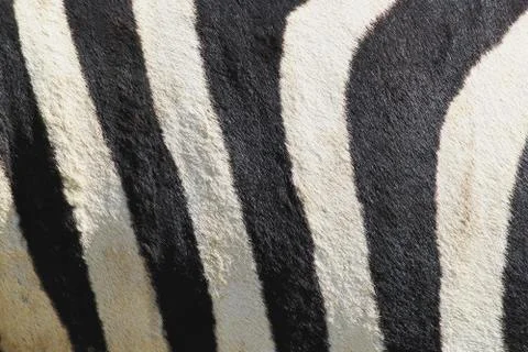 Stripes of zebra Foto stock