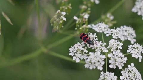 Stripey Bug on white flower Stock Footage