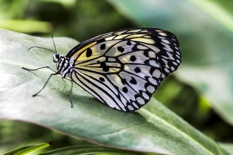 The Stripped Butterfly, selective focus Stock Photos