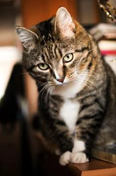 Stripped cat Stock Photos