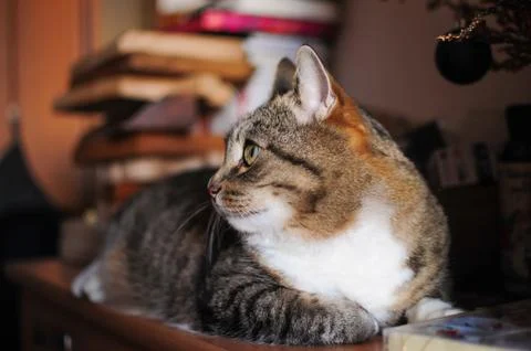 Stripped cat Stock Photos