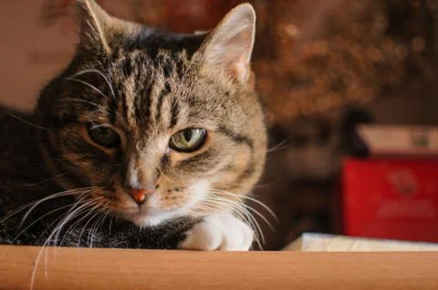 Stripped cat Stock Photos