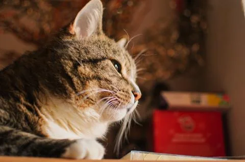 Stripped cat Stock Photos