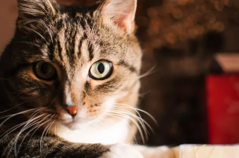 Stripped cat Stock Photos