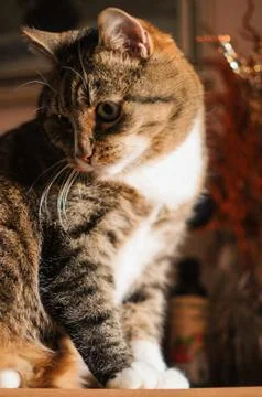 Stripped cat Stock Photos